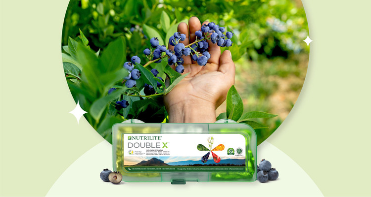 Istimewanya Blueberry di Trout Lake Farm organik 